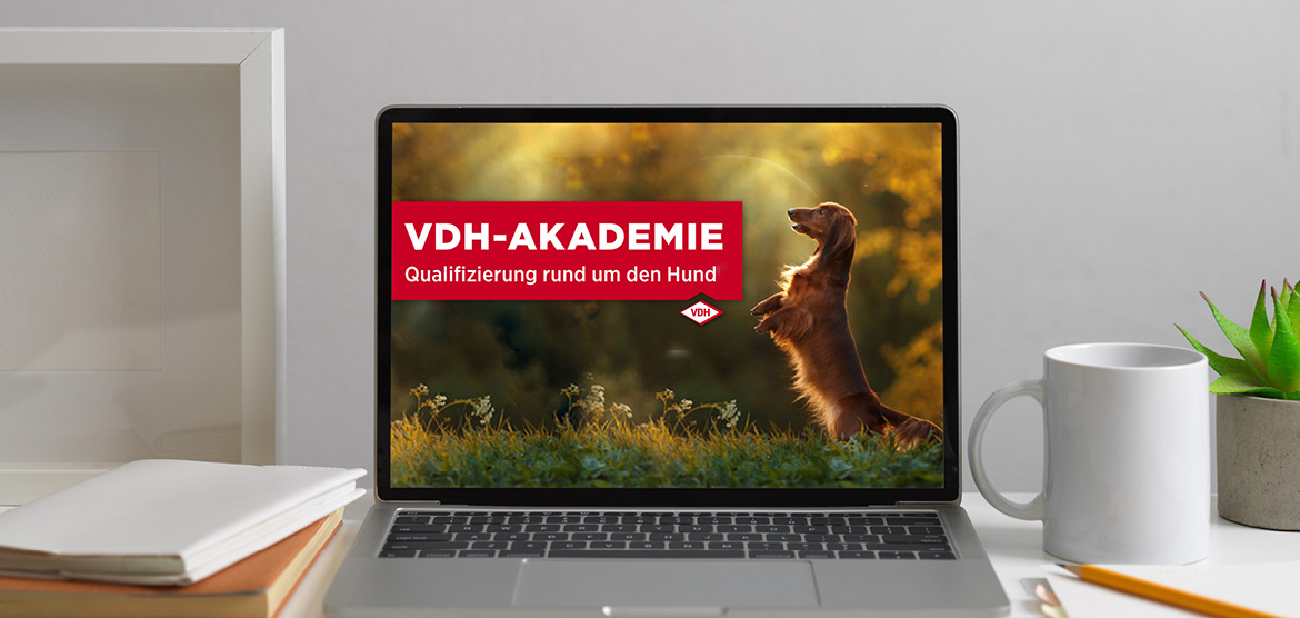 vdh akademie